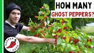 Harvesting a Huge Ghost Pepper Plant - How Many Peppers? Pepper Geek