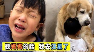 12歲金毛，從小帶大主人的孩子，臨走前無聲囑咐小主人聽媽媽的話！Golden Retriever brings up the owner's children from childhood