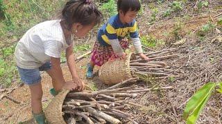 The daughter goes to collect firewood, the mother harvests fruit to sell for money
