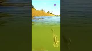 Щука охотится на воблер #рыбалка #ловим #fishing