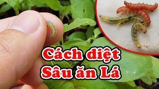 How to kill leaf eating worm on vegetable using warm water.