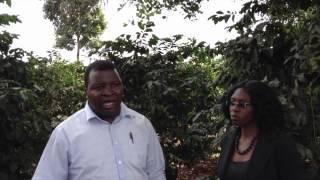 The benefits of shade in Coffee - by chief agronomist Mr. Ambrose Kirobi