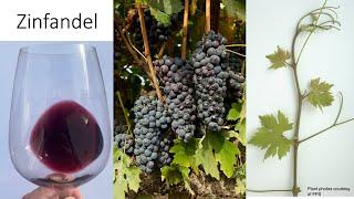 Grape Variety #16: Zinfandel