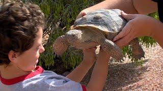 Desert Tortoise Adoption