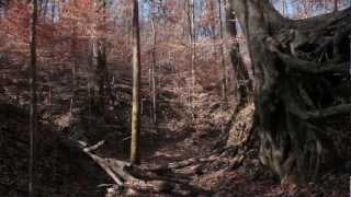 Meeman-Shelby Forest
