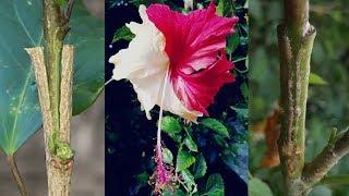 Grafting Hibiscus Tree | Different Color Hibiscuses Flower on One Tree