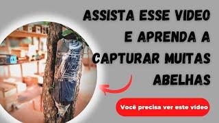 4 dicas importantes e eficientes para aumentar as capturas de abelhas nas iscas