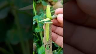 Grafting fruit plants amazing technique