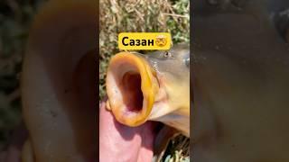 Красивый сазан🫠 #рыбалка #рыба #карп #сазан #fishing #белыйамур