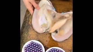 Amazing pearl mining / Удивительная добыча жемчуга.