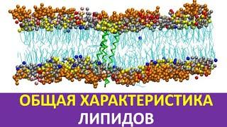 10. Общая характеристика липидов