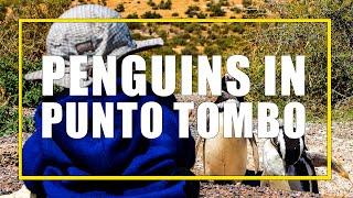 Visiting Penguins in Punta Tombo, Argentina with Kids