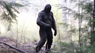 The Clearest Bigfoot Photographs That You Have Never Seen Before