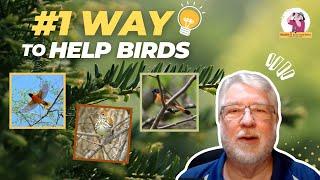 #1 Way You Can Help Birds