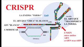 Innatho CRISPR EDICION DEL ADN