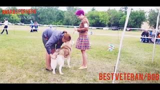 AWARDS FOR HERO, BEST VETERAN/BOB