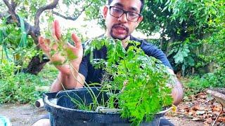 Carrot Growing Guide | Gardening in Trinidad and Tobago