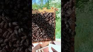 пчела Бакфаст #bee #пчеловодство