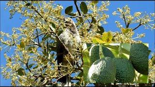 Increasing Avocado production !!! FROM 50 to more than 1000 fruits PER TREE || Organically