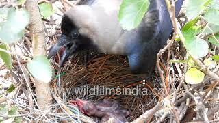 Crow nest - from eggs to chicks before your eyes - see the birdy action high above Delhi traffic!