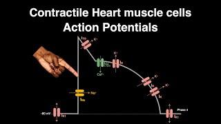 Action Potential: Contractile cardiac muscle cells #heart #physiology #actionpotential