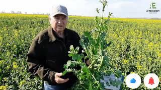 Озимий ріпак Марк КВС на Одещині, та переваги внесення біостимулятору Вітазим на посівах ріпаку