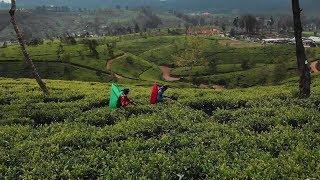 Teeanbau in Sri Lanka