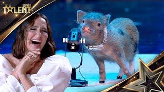 Esta CERDITA hace trucos IMPENSABLES con tan solo 5 meses | Audiciones 02 | Got Talent España 2024