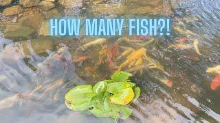 Mastering Pond Expansion: Expert Strategies for Housing TONS of Koi Fish!