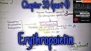 Erythropoietin - Chapter 33 (part 4/9)- Guyton and Hall text book of physiology.