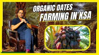 Is This the Future of DATE Farming in Saudi Arabia? | Amazing Dates Farming Factory