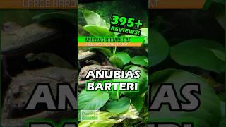 ALL CUSTOMER TANKS! Anubias Barteri Broadleaf!