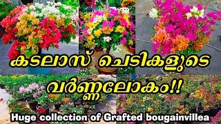 കടലാസ് പൂക്കളുടെ പറുദീസ | huge collection of grafted bougainvillea