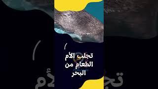 عجائب الحيوانات | البطريق وصغاره