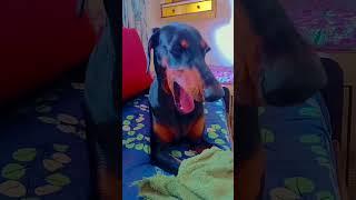 doberman #doglover