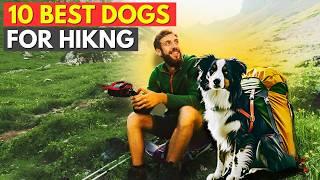 10 Best Dogs For Hiking And Climbing