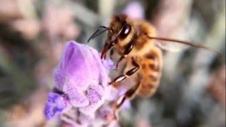 How bees turn nectar into honey