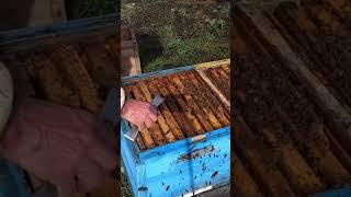 В кассетном лежаке в одной семье нет матки. Что делать? #пчеловодство #пчелаглу #пчеловодство2024
