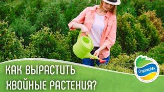 Хвойные растения скажут вам спасибо | Как ухаживать за хвойными?