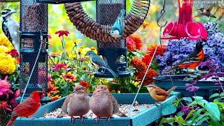 LIVE 4K Cottage Garden Bird Feeder: Cardinals, Woodpeckers, Song Birds, Bees, and Flowers