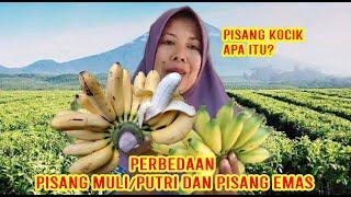 CIRI-CIRI PISANG PUTRI - EMAS - KOCIK YANG BELOM DIKETAHUI BANYAK ORANG