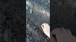 Всходи гарбуза.