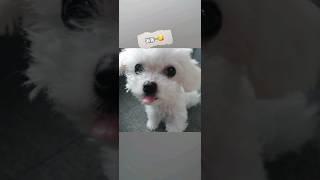 견생 4개월차 시절 #비숑 #강아지성장일기 #잠꾸러기 #찌부 #메롱 #bichon #puppygrowth #sleeper #squeeze #allmine #룰루 #runaway
