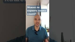 Можно ли кормить кошку кашей? #кошки #ветеринар