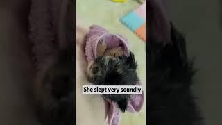 #dogshorts #shorts