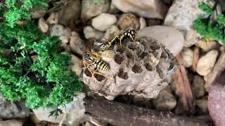 Today’s Vespids. My Family of Wasps. In changing the way I look at things, things I look at changed.