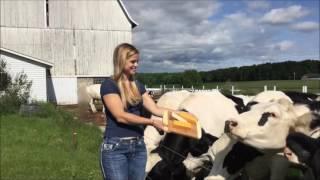 Maple Ridge Farms Cheese Packages   Dairy Cow Approved