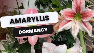  How to Place Amaryllis in Dormancy 