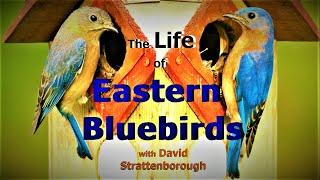 The Life of Eastern Bluebirds (a short documentary inspired by Sir David Attenborough)