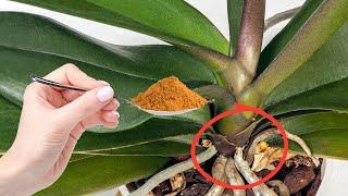 Miraculous for making Rotten orchids revive immediately with this method is 100%!!